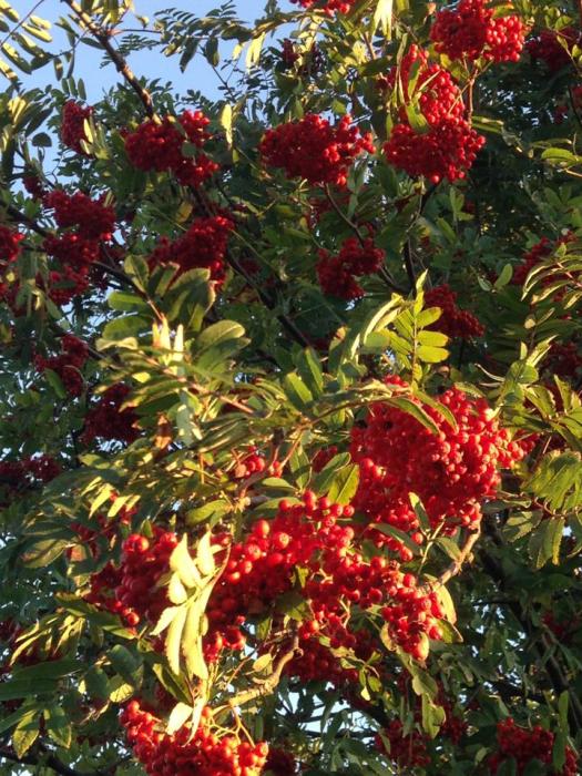 1176327_10151675602068562_1007614404_n