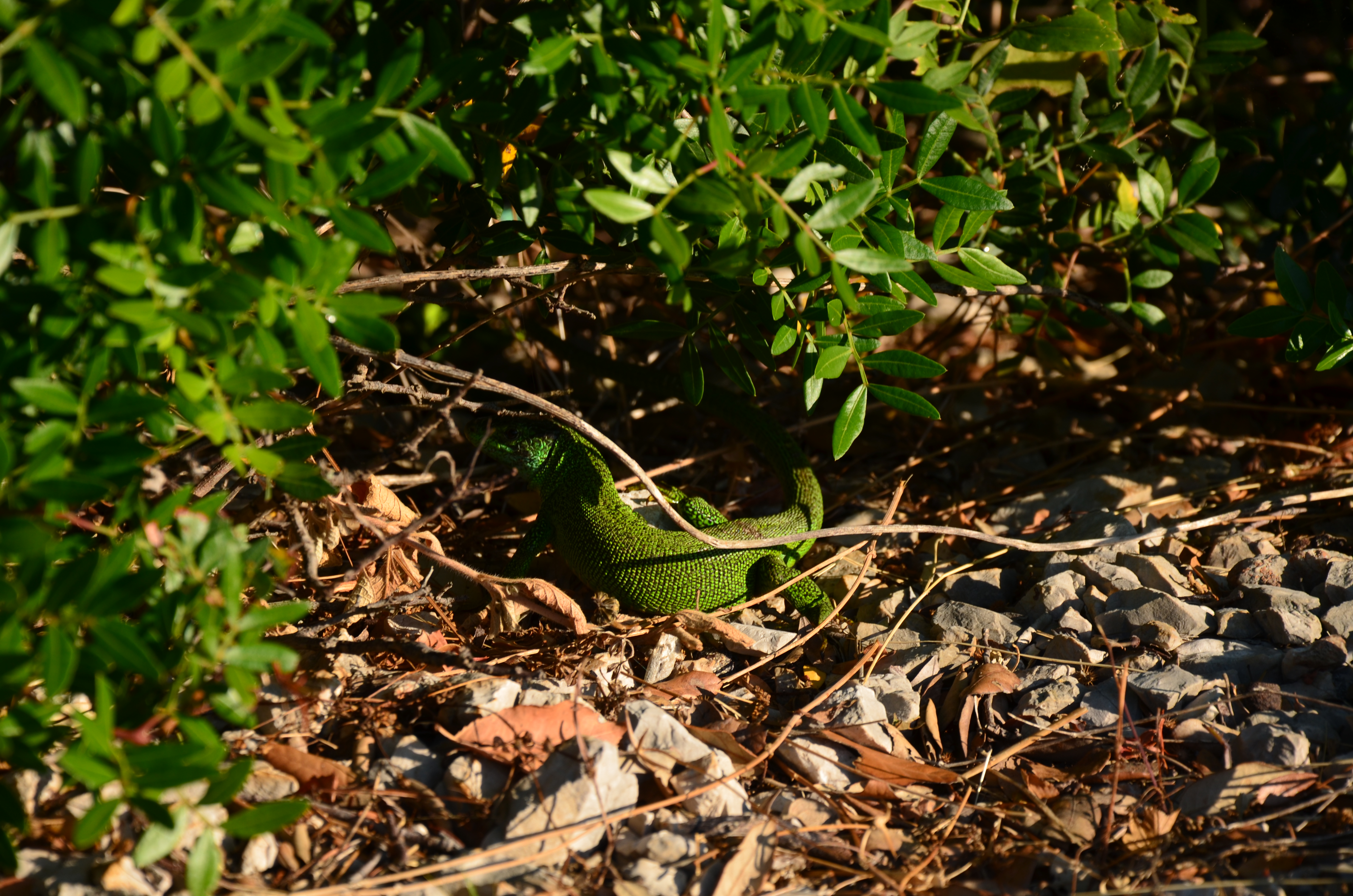 20140628_154541700_ios