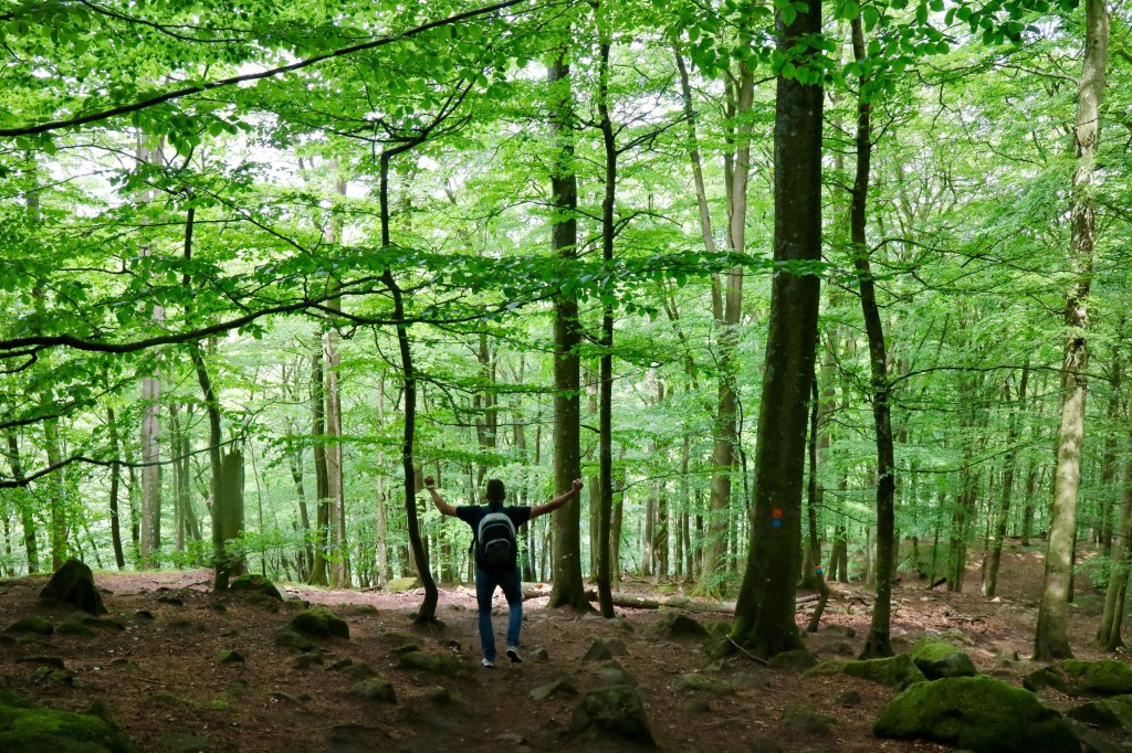 Söderåsens nationalpark – blå&nbsp;rundan