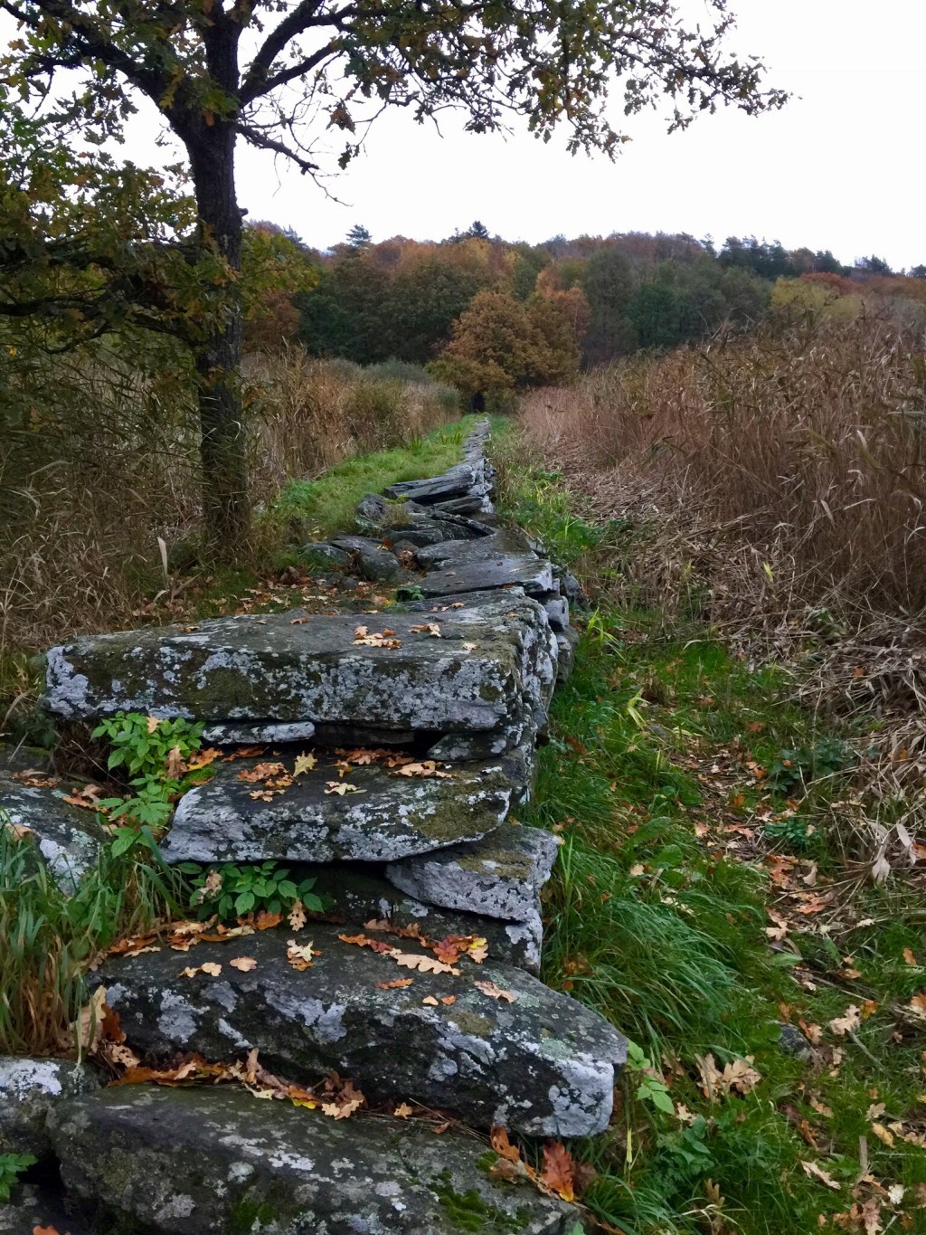 På väg till Halloween på&nbsp;Liseberg