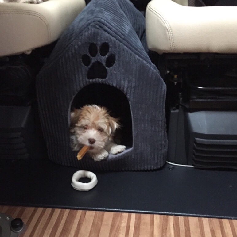 Det e en&nbsp;husbilshund!!!