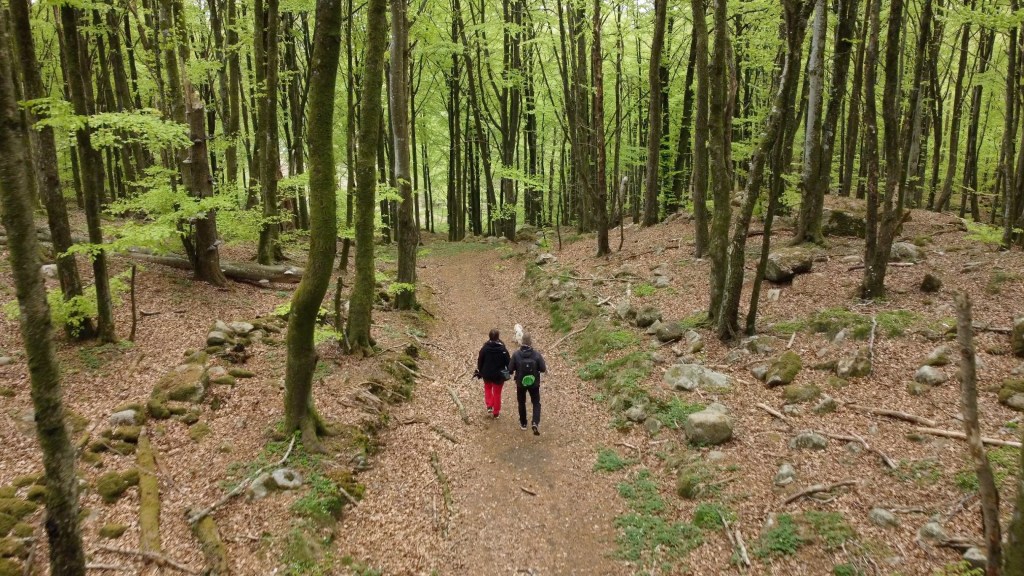 Utslagen bokskog och&nbsp;husbilspremiär